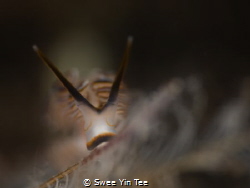 Sleepy face of nudibranch named dotto or "donut". The sho... by Swee Yin Tee 